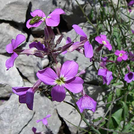 Malcolmia graeca subsp. bicolor \ Zweifarbige Griechische Meerviole / Greek Stock, GR Zagoria, Vikos - Schlucht / Gorge 15.5.2008