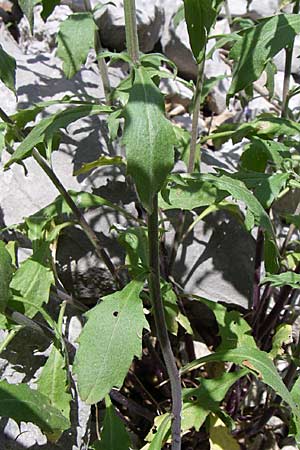 Malcolmia graeca subsp. bicolor \ Zweifarbige Griechische Meerviole / Greek Stock, GR Zagoria, Vikos - Schlucht / Gorge 15.5.2008