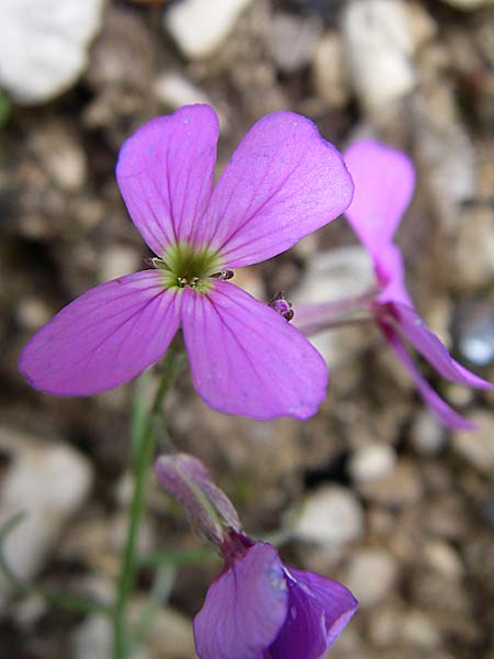 Malcolmia graeca subsp. bicolor \ Zweifarbige Griechische Meerviole / Greek Stock, GR Zagoria, Vikos - Schlucht / Gorge 15.5.2008