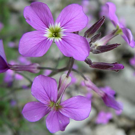 Malcolmia graeca subsp. bicolor \ Zweifarbige Griechische Meerviole / Greek Stock, GR Zagoria, Vikos - Schlucht / Gorge 15.5.2008