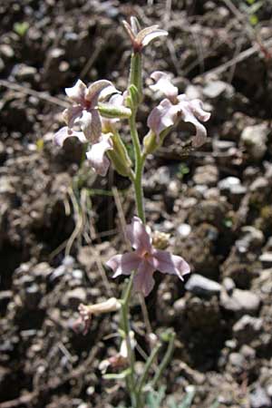 Matthiola fruticulosa \ Tr�be Levkoje, Kleine Levkoje / Sad Stock, GR Aoos - Schlucht / Gorge 16.5.2008