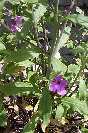 Malcolmia graeca subsp. bicolor \ Zweifarbige Griechische Meerviole / Greek Stock, GR Zagoria, Monodendri 19.5.2008