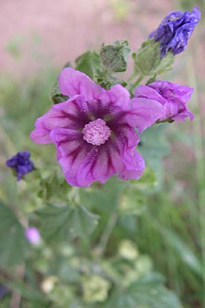 Malva sylvestris subsp. mauritiana \ Mauretanische Malve / Mallow-Tree, GR Hymettos 21.5.2008