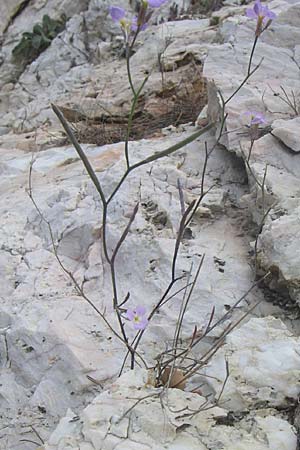 Malcolmia graeca subsp. hydraea \ Hydra-Meerviole / Hydra Stock, GR Parnitha 22.5.2008