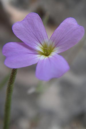 Malcolmia graeca subsp. hydraea \ Hydra-Meerviole / Hydra Stock, GR Parnitha 22.5.2008