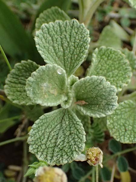 Marrubium vulgare \ Weier Andorn / White Horehound, GR Peloponnes, Chelmos 18.5.2024