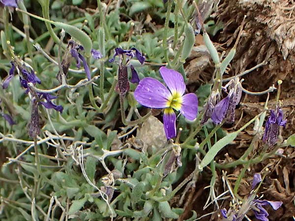 Aubrieta deltoidea \ Blaukissen / Purple Rock Cress, GR Peloponnes, Chelmos 18.5.2024
