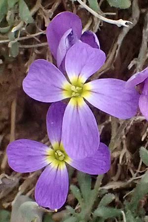 Aubrieta deltoidea \ Blaukissen / Purple Rock Cress, GR Peloponnes, Chelmos 18.5.2024