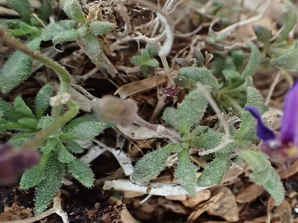 Aubrieta deltoidea \ Blaukissen / Purple Rock Cress, GR Peloponnes, Chelmos 18.5.2024