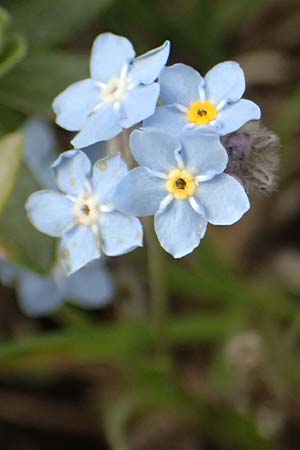 Myosotis alpestris subsp. suaveolens \ Alpines Vergissmeinnicht / Alpine Forget-me-not, GR Peloponnes, Mt. Kyllini, Ziria 21.5.2024