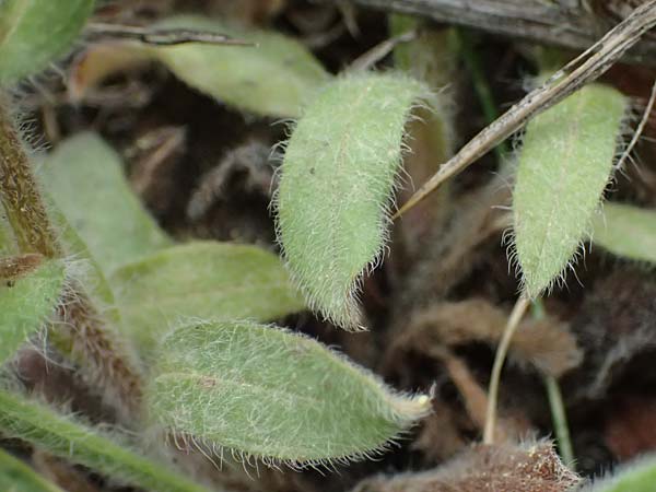 Myosotis alpestris subsp. suaveolens \ Alpines Vergissmeinnicht / Alpine Forget-me-not, GR Peloponnes, Mt. Kyllini, Ziria 21.5.2024