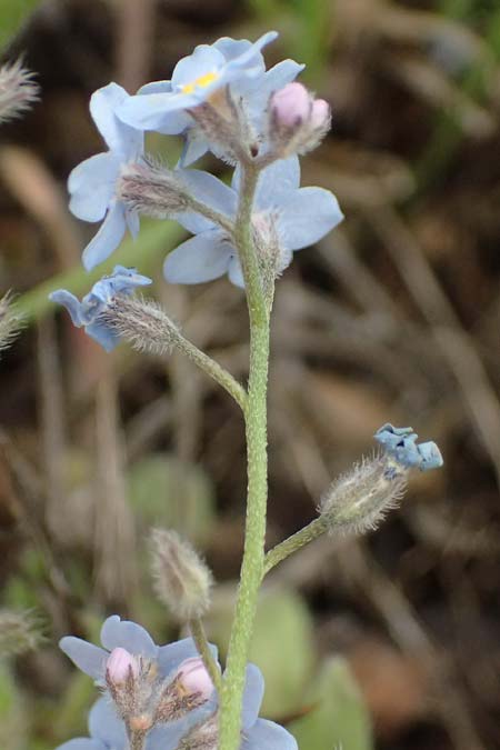 Myosotis alpestris subsp. suaveolens \ Alpines Vergissmeinnicht / Alpine Forget-me-not, GR Peloponnes, Mt. Kyllini, Ziria 21.5.2024