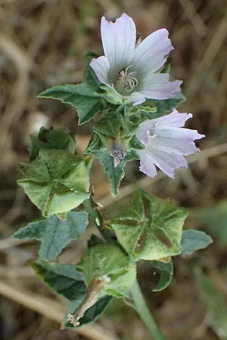 Malva multiflora \ Kretische Strauchpappel / Small Tree Mallow, Cretan Hollyhock, GR Peloponnes, Taygetos, Neochori 26.5.2024