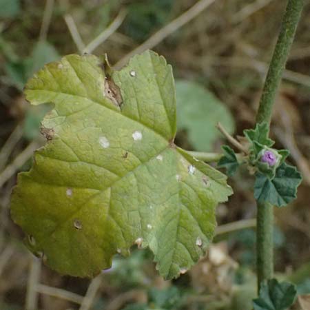 Malva multiflora \ Kretische Strauchpappel / Small Tree Mallow, Cretan Hollyhock, GR Peloponnes, Taygetos, Neochori 26.5.2024