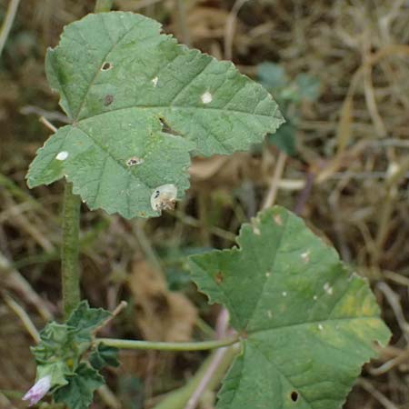 Malva multiflora \ Kretische Strauchpappel / Small Tree Mallow, Cretan Hollyhock, GR Peloponnes, Taygetos, Neochori 26.5.2024