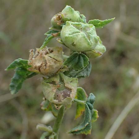 Malva multiflora \ Kretische Strauchpappel / Small Tree Mallow, Cretan Hollyhock, GR Peloponnes, Taygetos, Neochori 26.5.2024