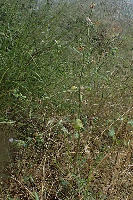 Malva multiflora \ Kretische Strauchpappel / Small Tree Mallow, Cretan Hollyhock, GR Peloponnes, Taygetos, Neochori 26.5.2024