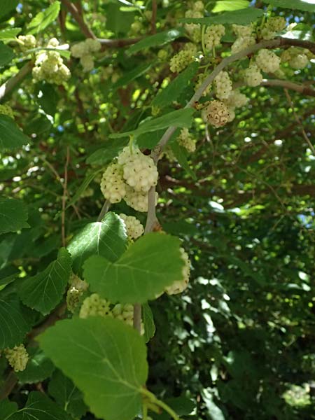 Morus alba \ Weier Maulbeerbaum / Chinese White Mulberry, GR Peloponnes, Taygetos, Kastania 28.5.2024