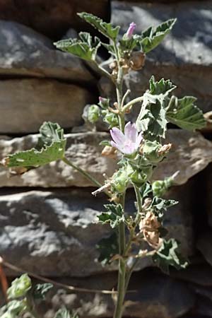 Malva multiflora \ Kretische Strauchpappel / Small Tree Mallow, Cretan Hollyhock, GR Peloponnes, Taygetos, Kastania 28.5.2024