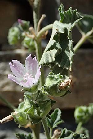 Malva multiflora \ Kretische Strauchpappel / Small Tree Mallow, Cretan Hollyhock, GR Peloponnes, Taygetos, Kastania 28.5.2024