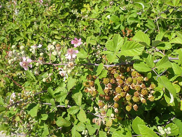 Rubus sanctus \ Heilige Brombeere / Holy Bramble, GR Euboea (Evia), Istiea 27.8.2017