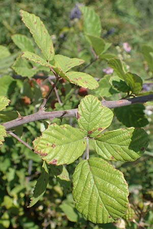 Rubus sanctus \ Heilige Brombeere / Holy Bramble, GR Euboea (Evia), Istiea 27.8.2017