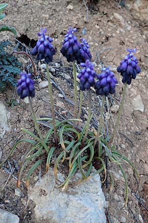 Muscari commutatum \ Dunkle Traubenhyazinthe, Verwechselte Traubenhyazinthe / Dark Grape Hyacinth, GR Parnitha 22.3.2019