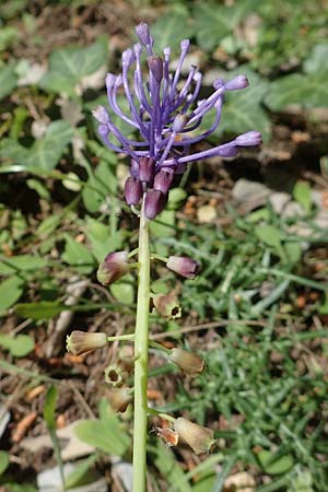 Muscari comosum \ Schopfige Traubenhyazinthe / Tassel Hyacinth, GR Athen, Mount Egaleo 10.4.2019