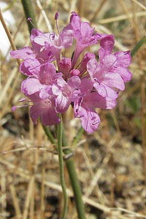Scabiosa tenuis \ Zarte Skabiose / Tender Scabious, GR Meteora 28.8.2007