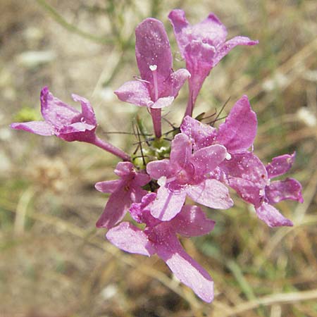 Scabiosa tenuis \ Zarte Skabiose / Tender Scabious, GR Meteora 28.8.2007