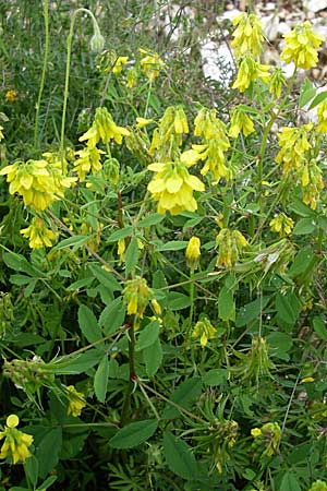 Melilotus officinalis \ Echter Steinklee, Gewhnlicher Honigklee / Ribbed Melilot, GR Dodoni 14.5.2008