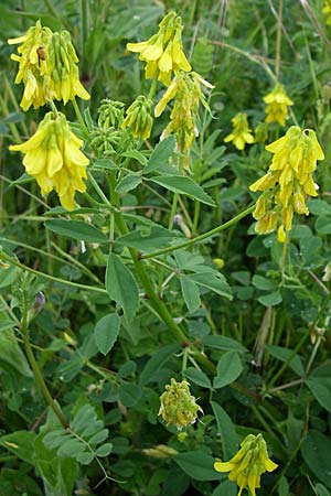 Melilotus officinalis \ Echter Steinklee, Gewhnlicher Honigklee / Ribbed Melilot, GR Dodoni 14.5.2008