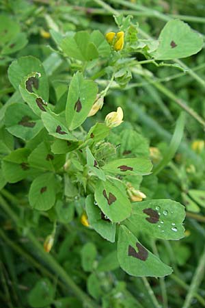 Medicago arabica \ Arabischer Schneckenklee / Spotted Medick, GR Dodoni 14.5.2008