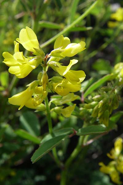 Melilotus elegans \ Eleganter Steinklee, GR Zagoria, Negades 18.5.2008
