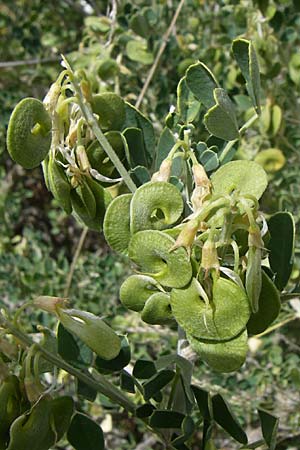 Medicago arborea \ Strauch-Schneckenklee, GR Hymettos 20.5.2008