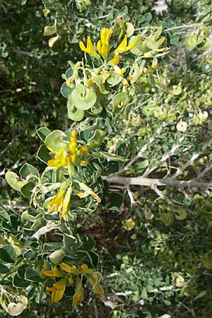Medicago arborea \ Strauch-Schneckenklee, GR Hymettos 20.5.2008