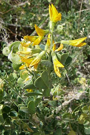 Medicago arborea \ Strauch-Schneckenklee, GR Hymettos 20.5.2008
