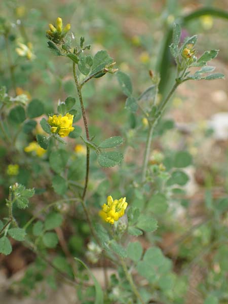 Medicago truncatula \ Gestutzter Schneckenklee, Starkdorniger Schneckenklee, GR Athen, Mount Egaleo 10.4.2019