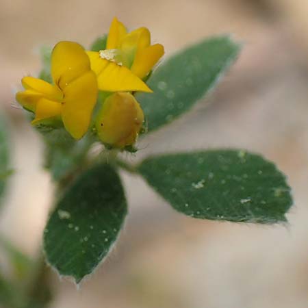 Medicago truncatula \ Gestutzter Schneckenklee, Starkdorniger Schneckenklee, GR Athen, Mount Egaleo 10.4.2019