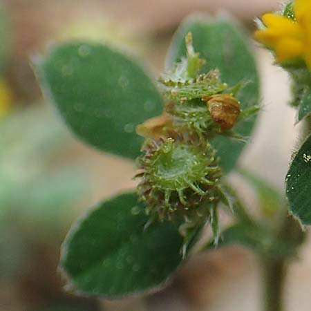 Medicago truncatula \ Gestutzter Schneckenklee, Starkdorniger Schneckenklee, GR Athen, Mount Egaleo 10.4.2019