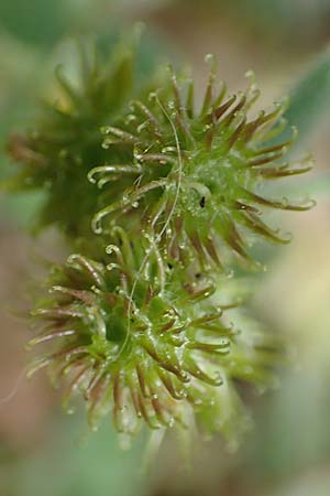 Medicago truncatula \ Gestutzter Schneckenklee, Starkdorniger Schneckenklee, GR Athen, Mount Egaleo 10.4.2019