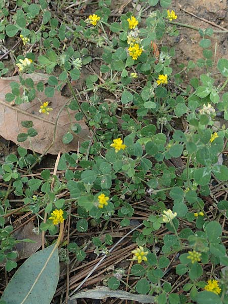 Medicago truncatula \ Gestutzter Schneckenklee, Starkdorniger Schneckenklee, GR Athen, Mount Egaleo 10.4.2019