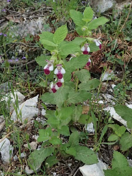Melittis melissophyllum \ Immenblatt / Bastard Balm, GR Peloponnes, Saitas 19.5.2024
