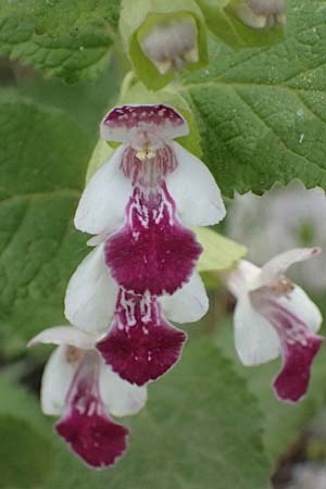 Melittis melissophyllum \ Immenblatt / Bastard Balm, GR Peloponnes, Saitas 19.5.2024