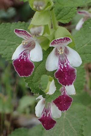 Melittis melissophyllum \ Immenblatt / Bastard Balm, GR Peloponnes, Saitas 19.5.2024
