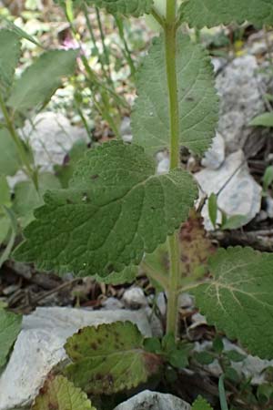 Melittis melissophyllum \ Immenblatt / Bastard Balm, GR Peloponnes, Saitas 19.5.2024