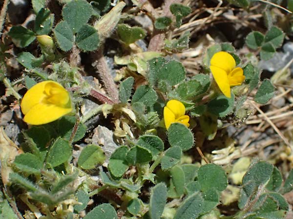 Medicago rigidula \ Sammet-Schneckenklee, GR Peloponnes, Saitas 19.5.2024