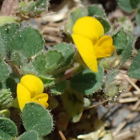 Medicago rigidula \ Sammet-Schneckenklee, GR Peloponnes, Saitas 19.5.2024