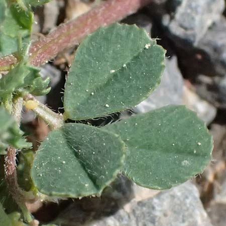 Medicago rigidula \ Sammet-Schneckenklee, GR Peloponnes, Saitas 19.5.2024