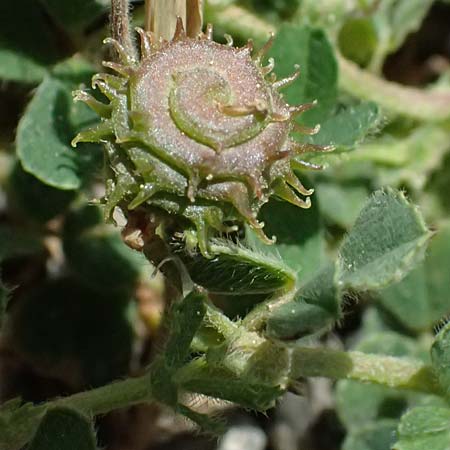Medicago rigidula \ Sammet-Schneckenklee, GR Peloponnes, Saitas 19.5.2024